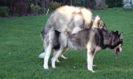 狗交视频,温馨交视频捕捉友谊瞬间